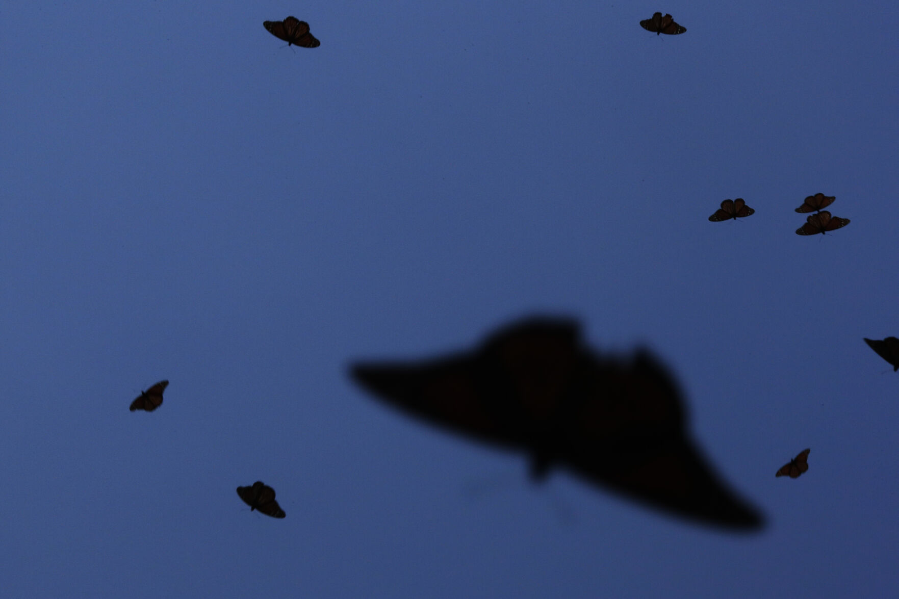 Mexico Monarch Butterflies